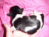 /album/galeria-de-fotos-filhotes-disponiveis/macho-partcolor-jpg/